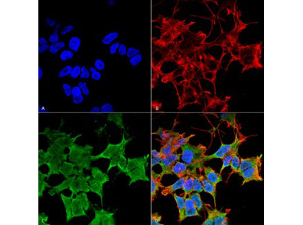 Immunofluorescence of Mouse Anti-LGI1 Monoclonal Antibody
