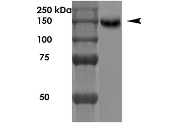 Western Blot of Mouse Anti-NrCAM