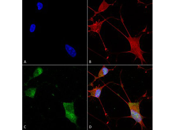 Immunofluorescence of Mouse Anti-Neuroligin 1 Monoclonal Antibody
