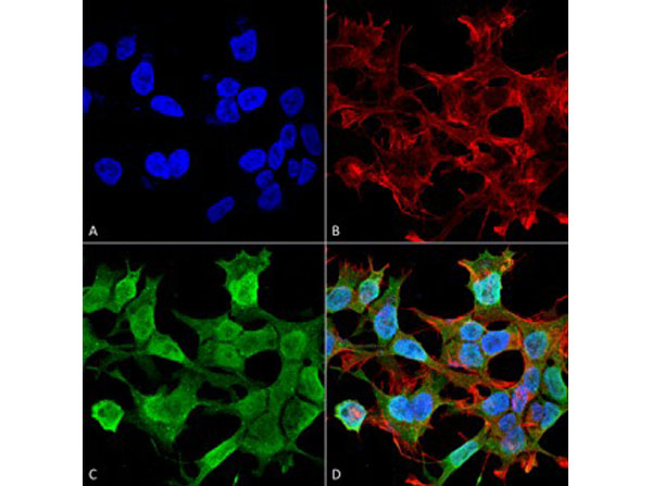 Immunofluorescence of Mouse Anti-Neuroligin 1 Monoclonal Antibody