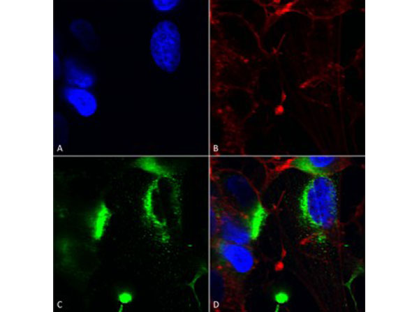 Immunofluorescence of Mouse Anti-QKI (pan) Monoclonal Antibody