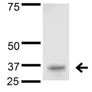 Western Blot of Mouse Anti-QKI (pan) Monoclonal Antibody