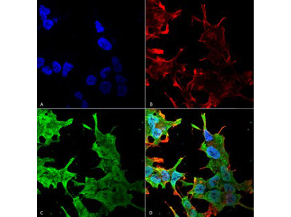 Immunofluorescence of Mouse Anti-QKI (pan) Monoclonal Antibody