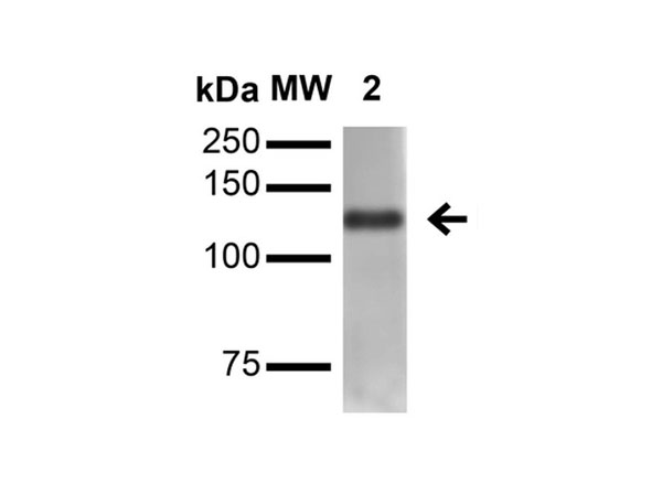 Western Blot of Mouse Anti-Neuroligin 4  Monoclonal Antibody
