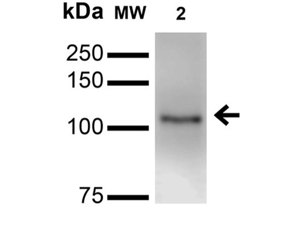 Western Blot of Mouse Anti-Neuroligin 3 Monoclonal Antibody