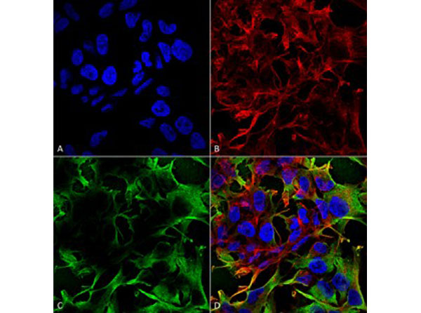 Immunofluorescence of Mouse Anti-Neuroligin 3 Monoclonal Antibody