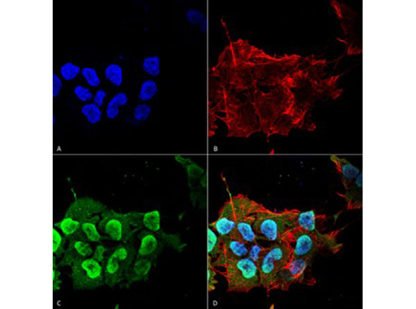 Immunofluorescence of Mouse Anti-Ataxin 1 Monoclonal Antibody