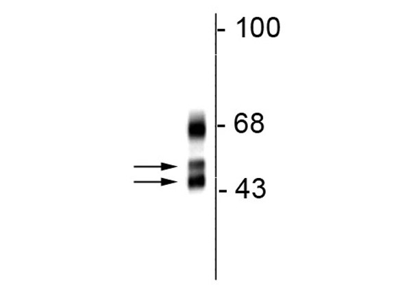 Western blot of Anti-FOX1 Antibody.