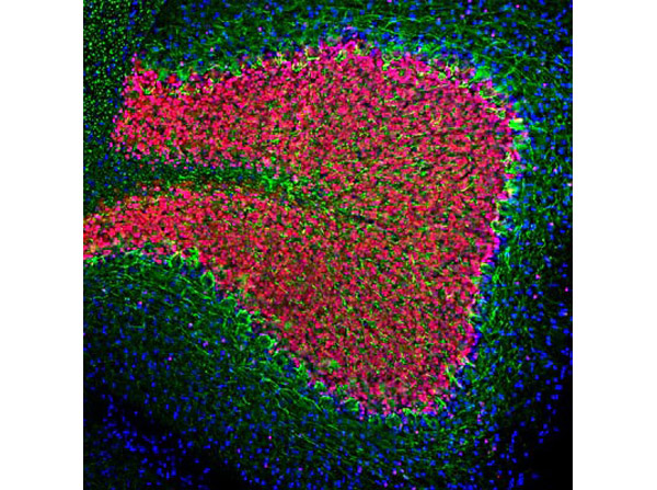 Immunofluorescence with Anti-FOX3