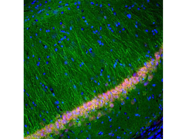 Immunofluorescence with Anti-FOX3