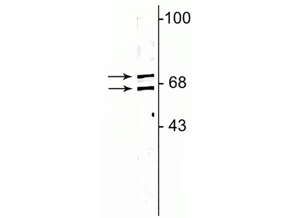 Western Blot of Anti-Lamin A/C