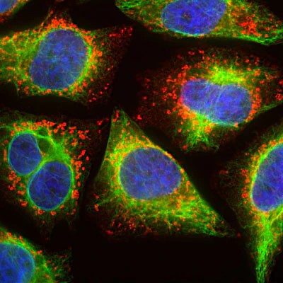 Immunolabeling of Anti-LAMP1