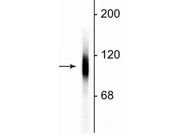 Immunolabeling of Anti-LAMP1