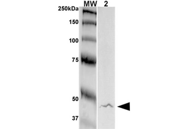 Western Blot of Mouse Anti-GFAP antibody