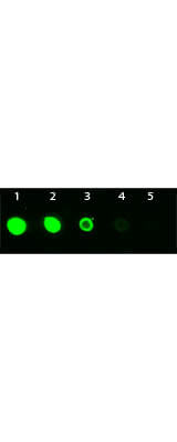 AKT3 Monoclonal Antibody Fluorescein Conjugated - Dot Blot