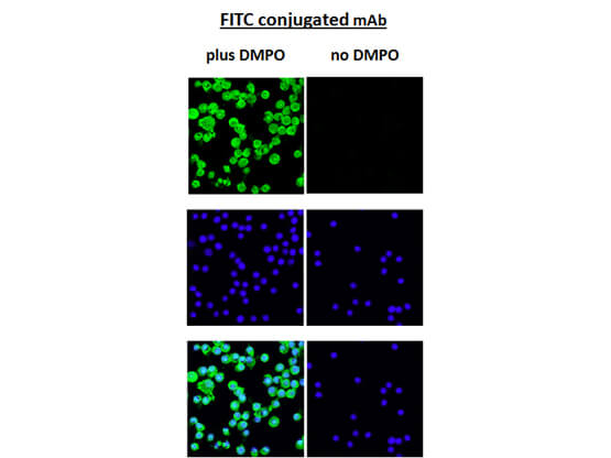 DMPO Immunofluorescence