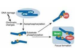 PTH - ATM Protein Kinase pS1981 Antibody Peroxidase Conjugated