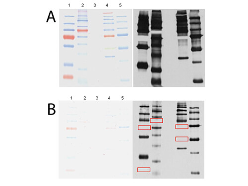 SDS and WB of Mouse anti-Blue Ladder MW- Peroxidase Conjugated antibody.
