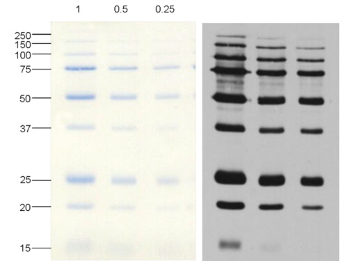 SDS and WB of Mouse anti-Blue Ladder MW- Peroxidase Conjugated antibody.