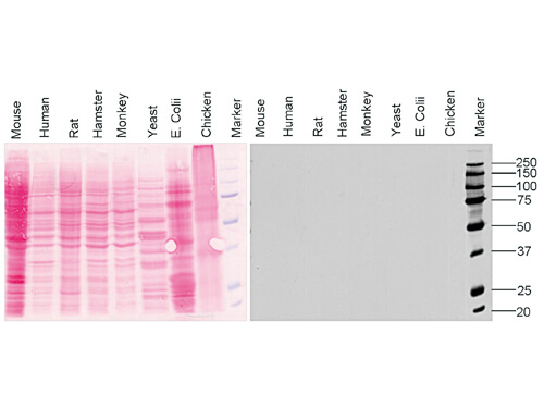 WB of Mouse anti-Blue Ladder MW- Peroxidase Conjugated antibody.