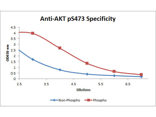 Akt phospho S473 Biotin Conjugated Antibody - ELISA