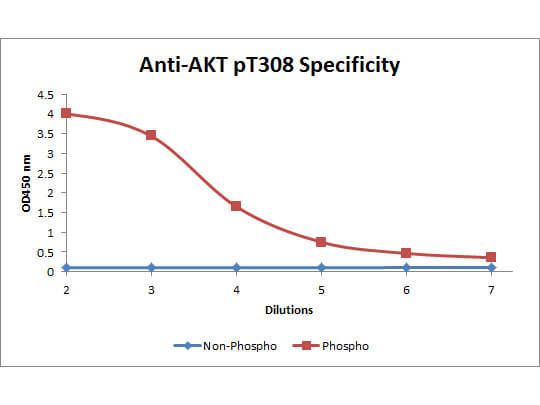 Akt phospho T308 Biotin Conjugated Antibody - ELISA