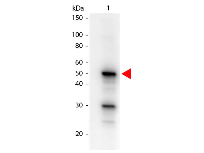Pdcd4 phospho S457 Biotin Conjugated Antibody - Western Blot