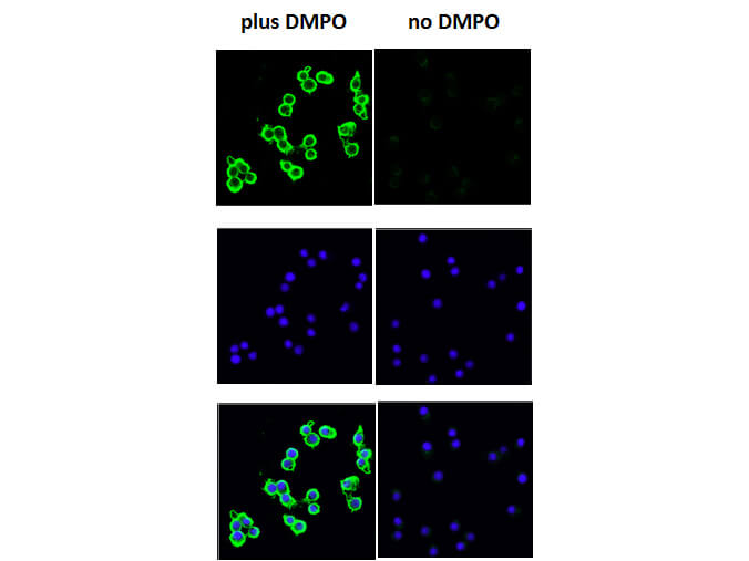 DMPO Immunofluorescence