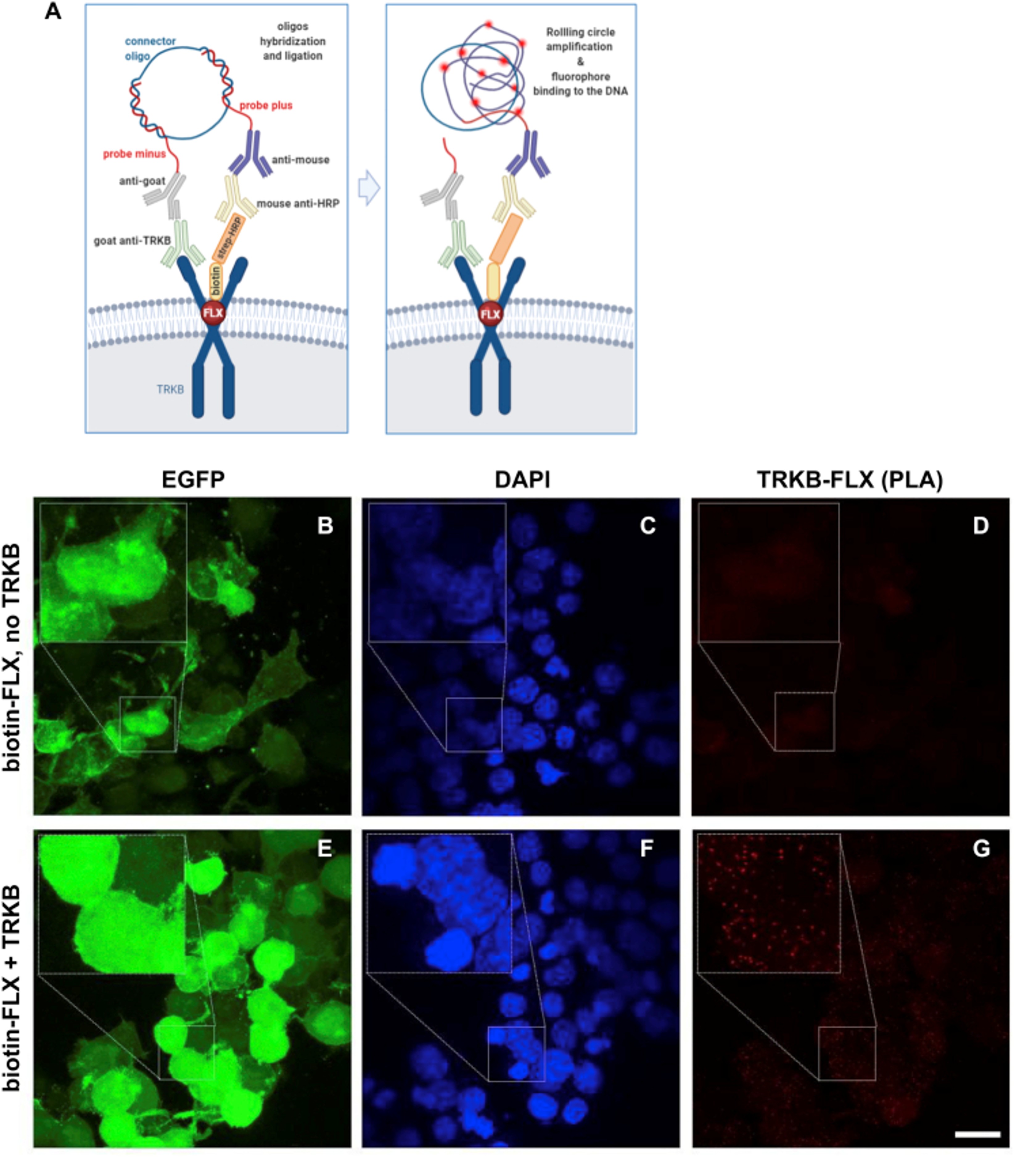 Immunofluorescence using Peroxidase