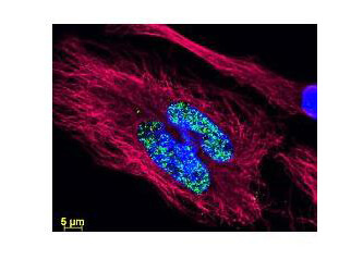 Anti Histone and Anti-Tubulin Antibodies - Immunofluorescence microscopy