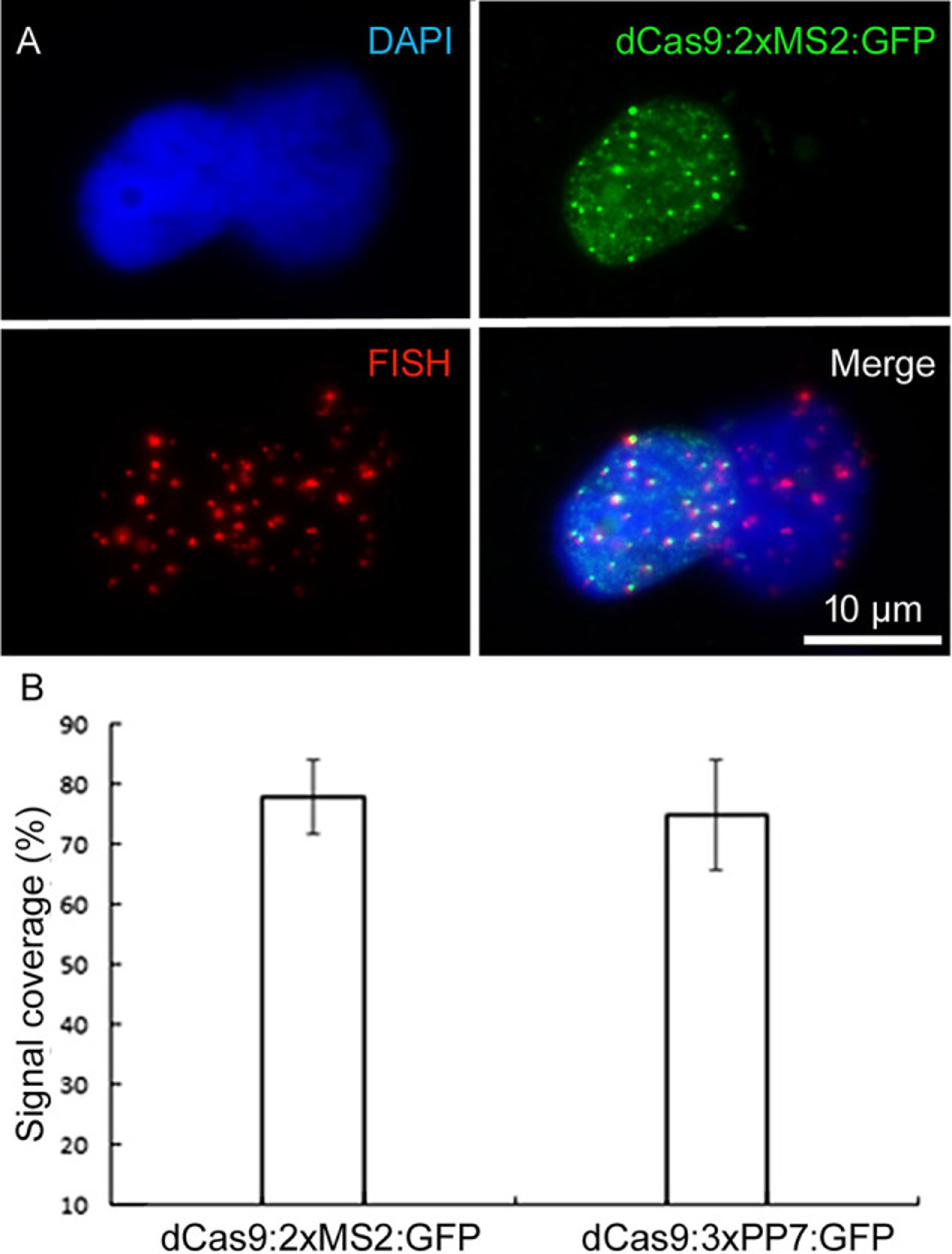 FISH using GFP DyLight488