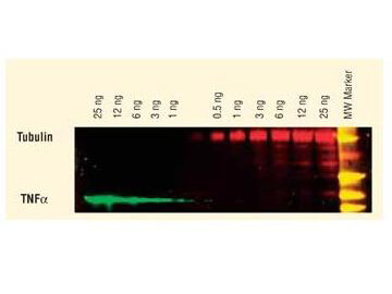 Two-color Western Blot - TNFα and Tubulin
