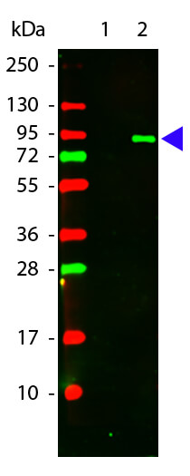Anti-AKT pT308 Monoclonal Antibody DL549 Conjugated - Western Blot
