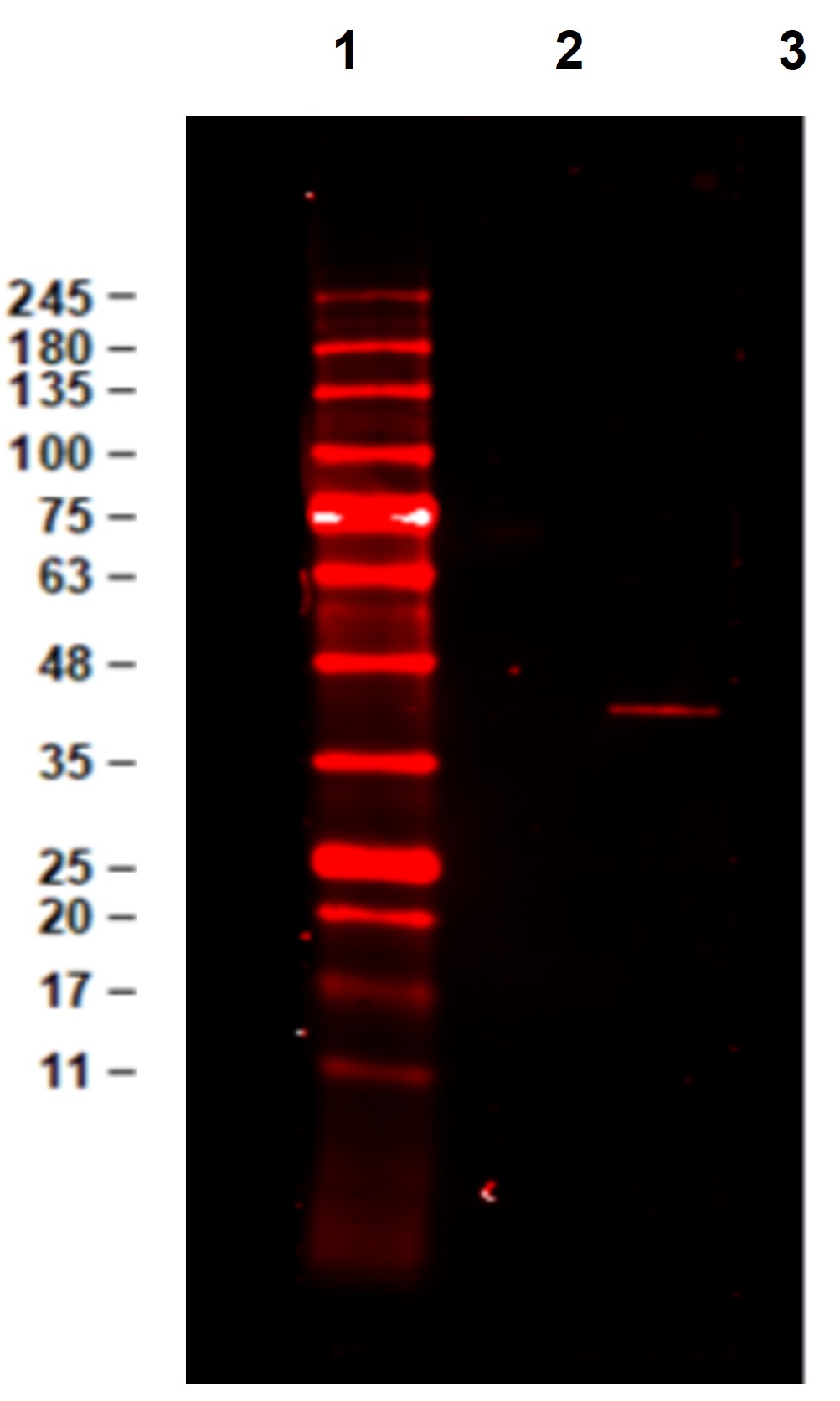 Western Blot of Monoclonal Anti-ERK2 Antibody DyLight™680 Conjugated