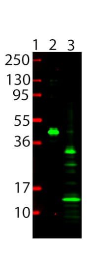 DyLight™ 800 Mouse Anti 6x HIS Epitope Tag - Western Blot