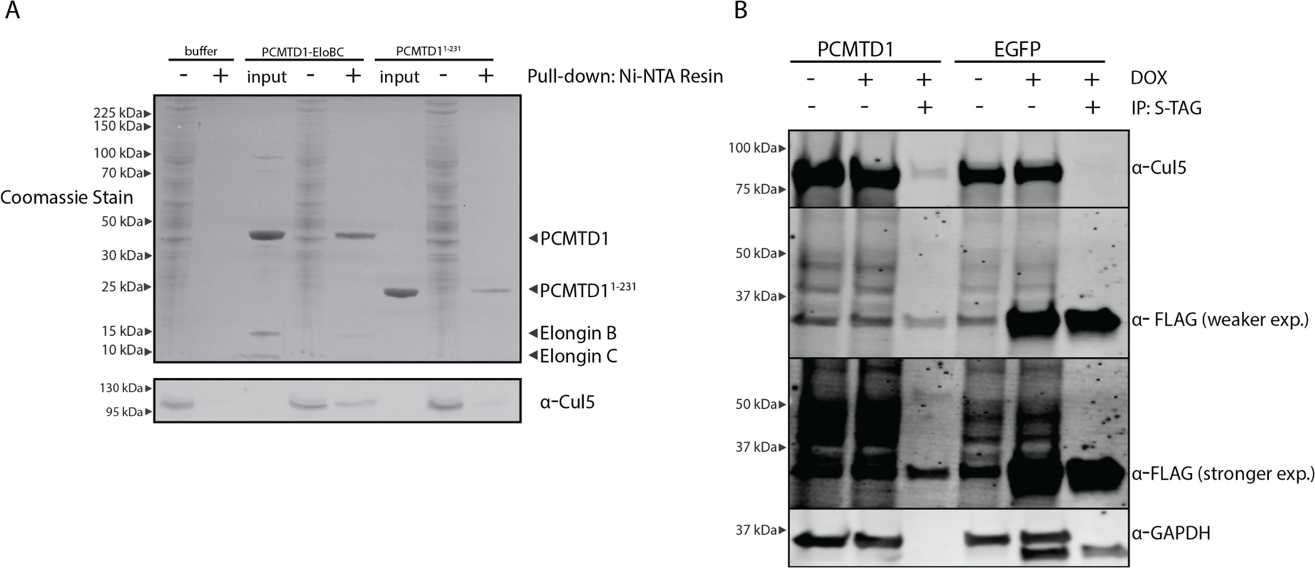 Western Blot using FLAG DyLight800
