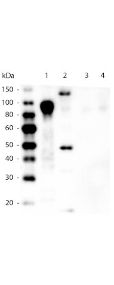 WB - 6x HIS Epitope Tag Monoclonal Antibody DyLight 405 Conjugated