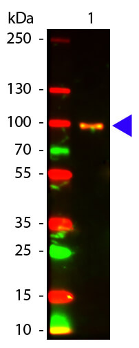 AKT pS473 Monoclonal Antibody Atto 594 Conjugated - Western Blot