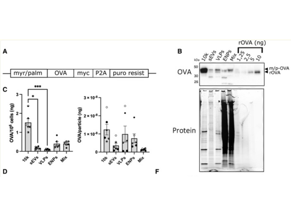 Western Blot using Ovalbumin Antibody