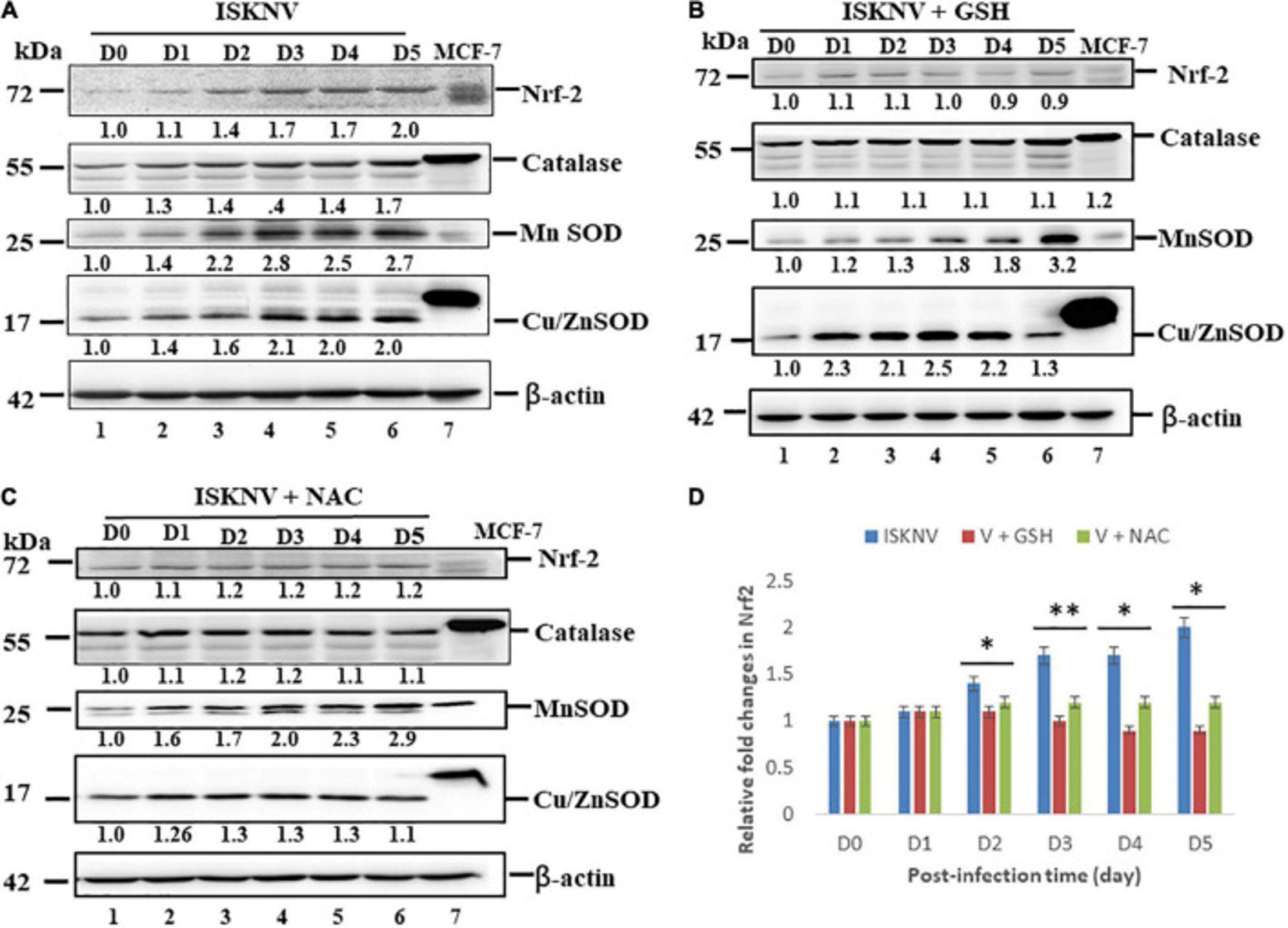 Western Blot using Catalase Antibody