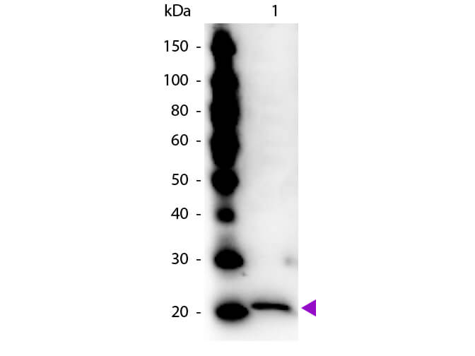 WB - Ferritin Antibody