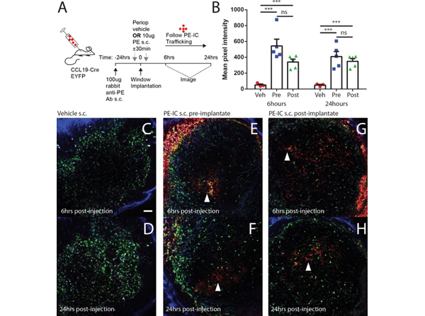 Immunofluorescence using B-Phycoerythrin Antibody