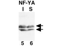 Anti-NF-Y(A subunit) Antibody - Western Blot