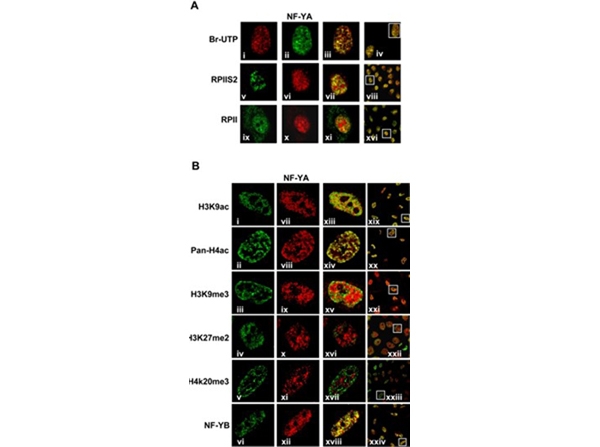 Immunofluorescence using NFY-A