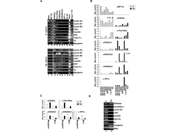 Western Blot using NFY-A