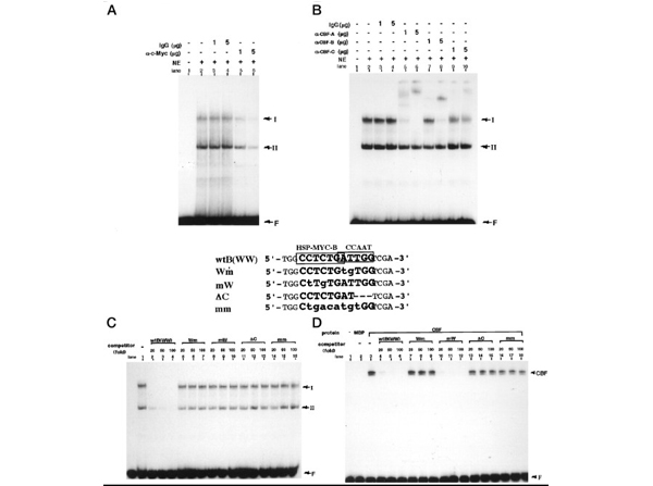 Western Blot using NFY-A