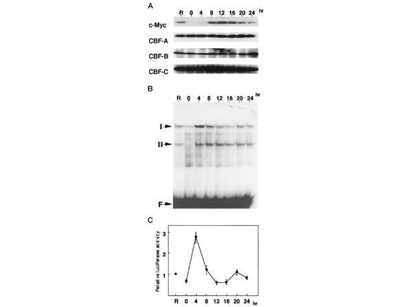 Western Blot using NFY-A