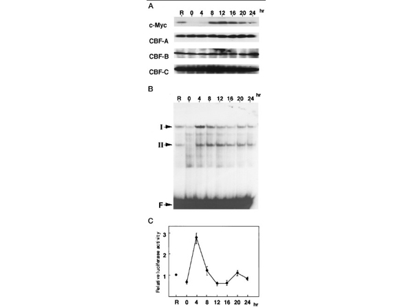 Western Blot using NFY-B
