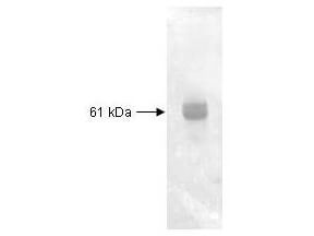 Western Blot -  anti-Carboxypeptidase Y (Baker's Yeast) antibody