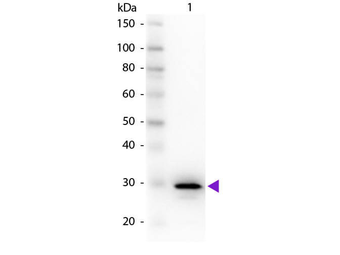 WB - Carbonic Anhydrase II Antibody